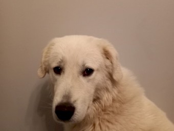 2 1/2 year old Male Maremma