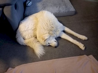 2 1/2 year old Male Maremma