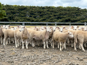 220 Jul/Aug drop NUDIE Ewe Lambs