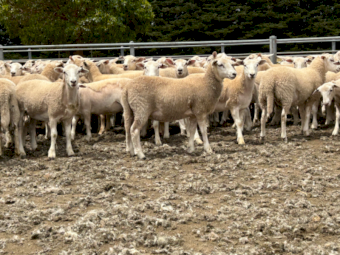 220 Jul/Aug drop NUDIE Ewe Lambs