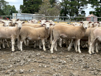 220 Jul/Aug drop NUDIE Ewe Lambs