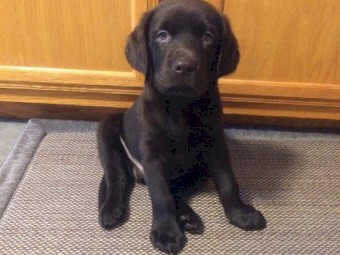 Male and Female Labrador Retriever Puppies