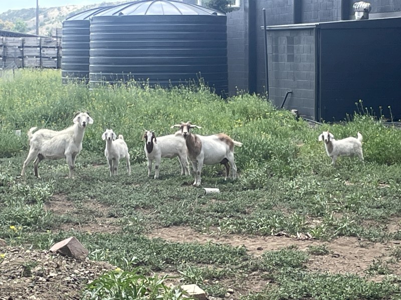 FREE Boer Goat x 4
