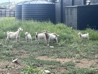FREE Boer Goat x 4