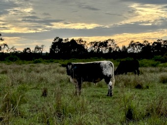 Speckle Park/ Angus Bulls