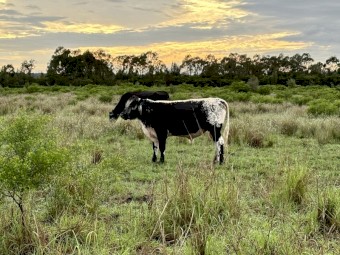 Speckle Park/ Angus Bulls