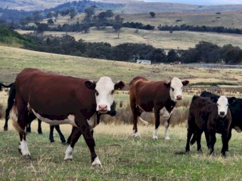 Cattle - Cow and Calves for sale