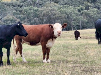 Cattle - Cow and Calves for sale