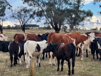Cattle - Cow and Calves for sale