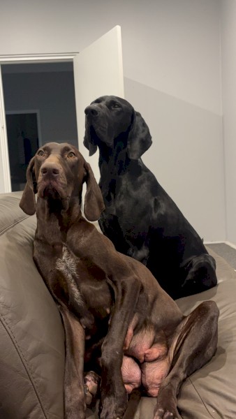 Pure German pointer puppies 