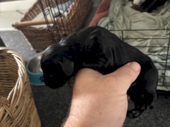 Pure German pointer puppies 