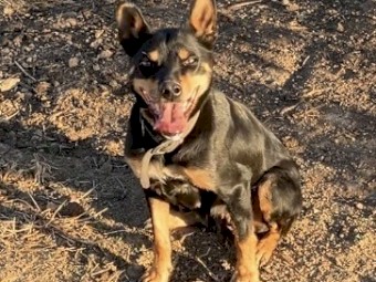 Kelpie Bitch Trained 