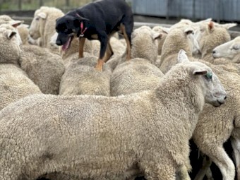Red and Tan Kelpie Puppies