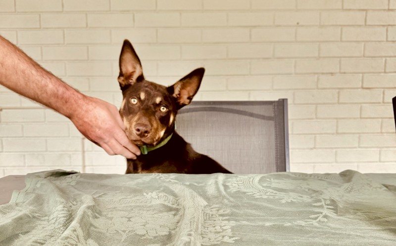 Red and Tan Kelpie Puppies