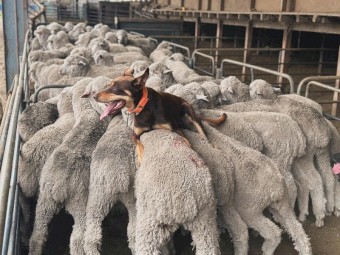Red and Tan Kelpie Puppies