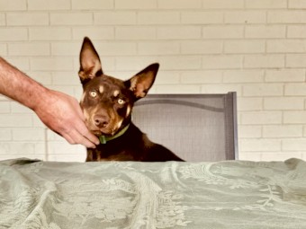 Red and Tan Kelpie Puppies