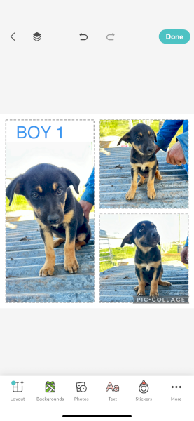 Working Dogs - Proven Litter