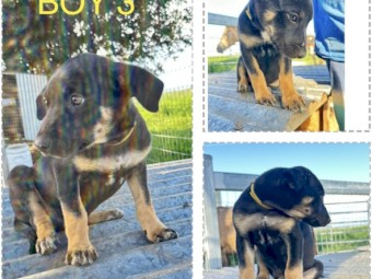 Working Dogs - Proven Litter