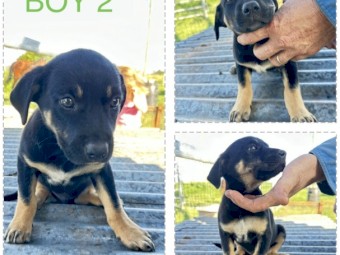 Working Dogs - Proven Litter