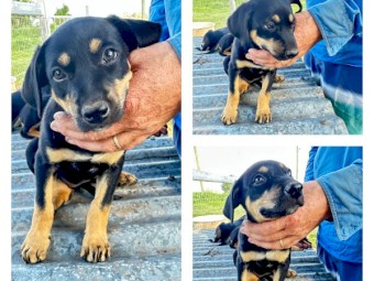 Working Dogs - Proven Litter