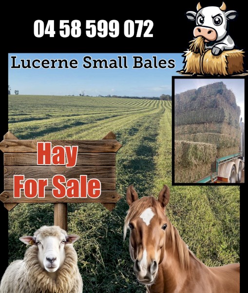 Lucerne Small Hay Bales