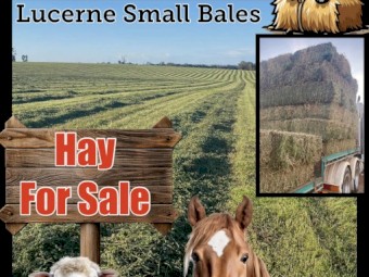 Lucerne Small Hay Bales