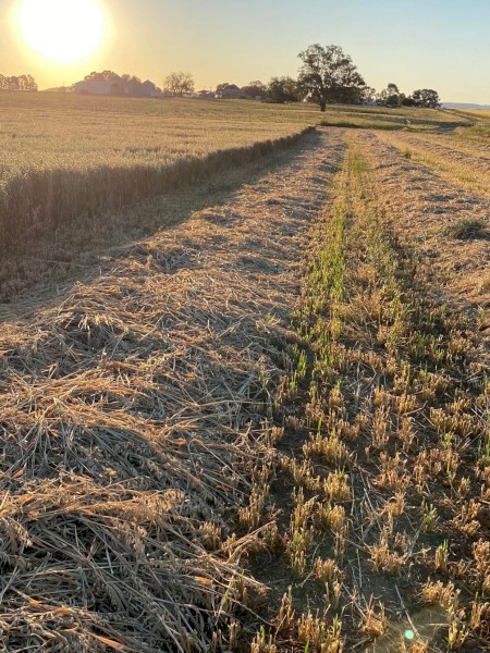 Oaten Small Hay Bales