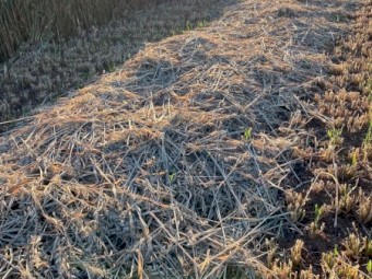 Oaten Small Hay Bales