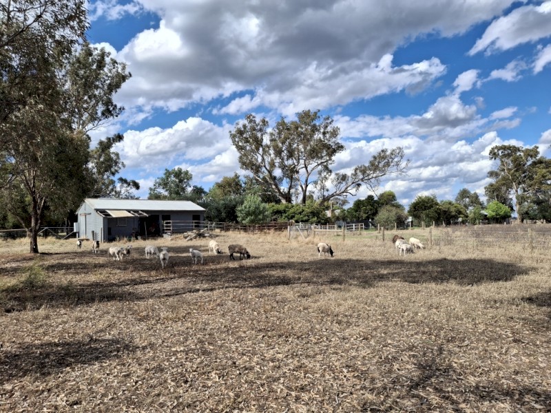 Dorper Sheep. 5 Ewe lambs plus 2 Wether lambs. 3-6 Months. Plus 1 Free old ewe