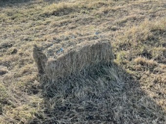 500 x Pasture Hay Small Square Bales