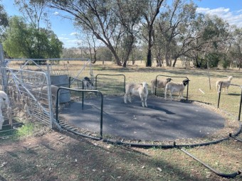 Breeding Flock of Dorper Ewes with the last drop of lambs that are approximately 6 months old