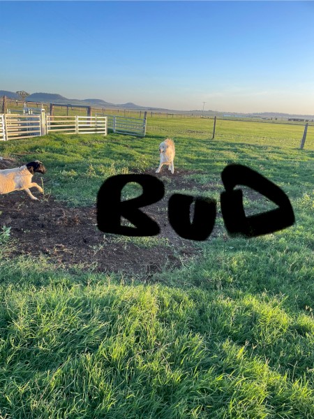 2yr old Desexed  male maremma 