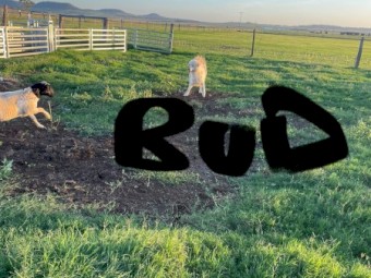 2yr old Desexed  male maremma 