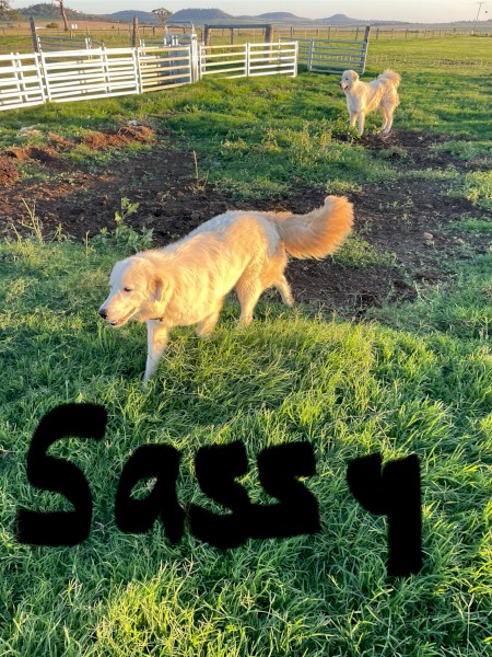 2 yr old Female Maremma
