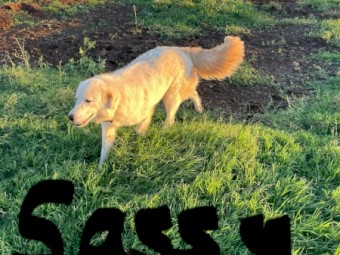 2 yr old Female Maremma