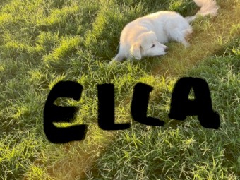 15mth old Female Maremma