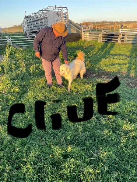 Desexed Male Maremma