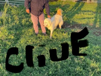 Desexed Male Maremma