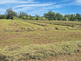 100 x Lucerne Bales 330kg 8x3x3 Bales
