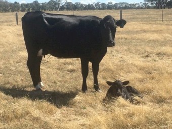 Angus x Friedan Heifers with Calves