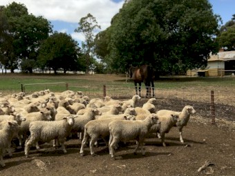 300 White Suffolk X First Cross Lambs