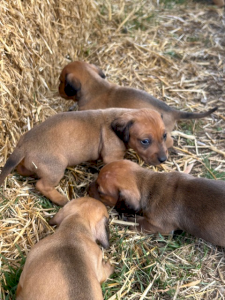 Jack Hound Puppies (Sausage Dog X Jack Russell)