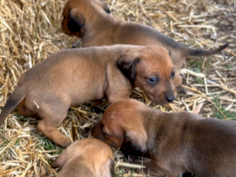 Dogs Puppies for Sale in Melbourne Farm Tender