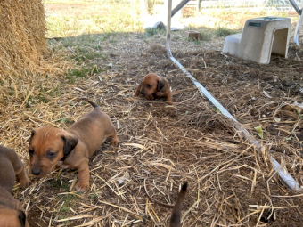 Jack Hound Puppies (Sausage Dog X Jack Russell)