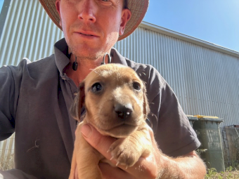 Jack Hound Puppies (Sausage Dog X Jack Russell)