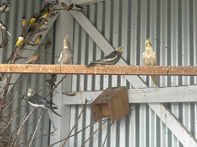 Cockatiels, Finches, silkie chickens