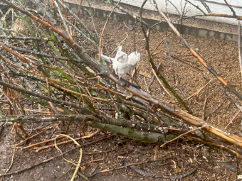 Cockatiels, Finches, silkie chickens