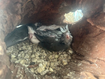 Cockatiels, Finches, silkie chickens