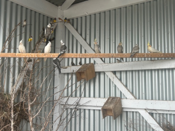 Cockatiels, Finches, silkie chickens