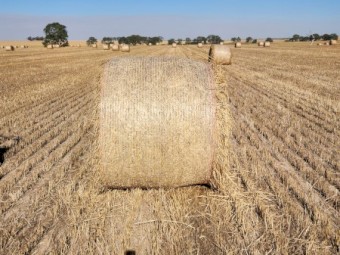 2024 Awnless Wheaten Hay